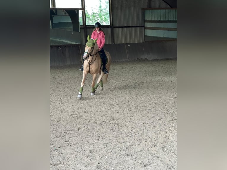Warmblood polaco Caballo castrado 5 años 165 cm Palomino in Obertshausen
