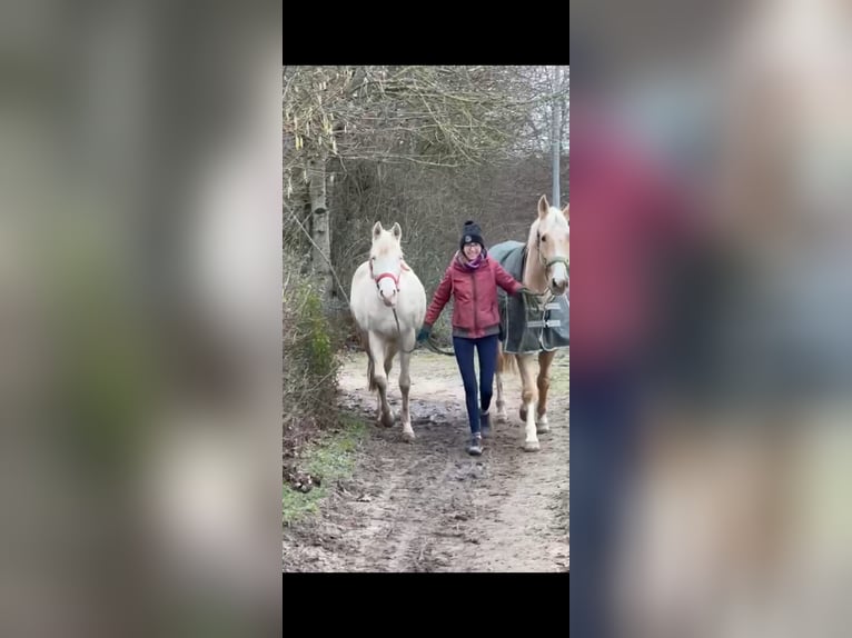 Warmblood polaco Caballo castrado 5 años 165 cm Palomino in Obertshausen