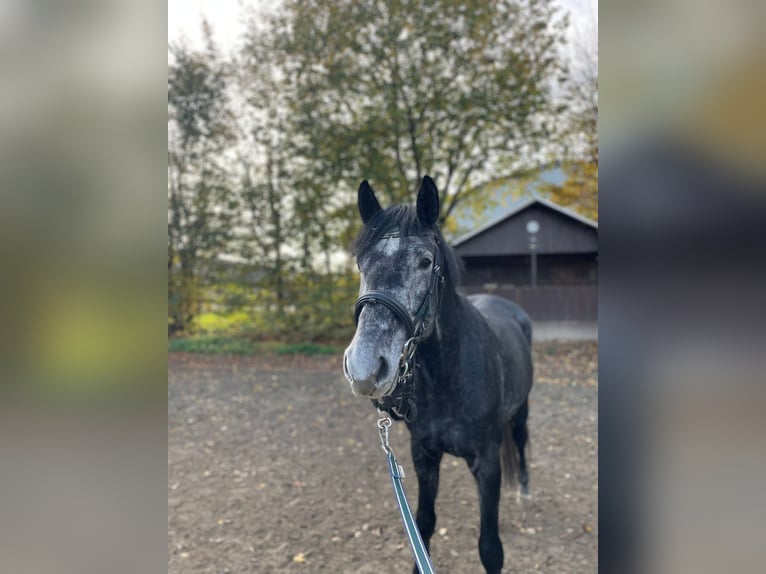 Warmblood polaco Caballo castrado 5 años 165 cm Tordo in Elchingen