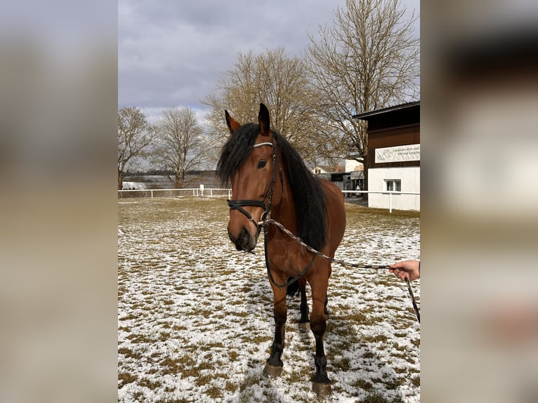 Warmblood polaco Caballo castrado 5 años 167 cm Castaño in Hof