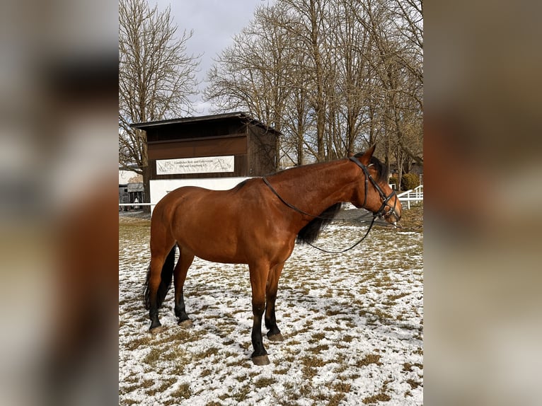 Warmblood polaco Caballo castrado 5 años 167 cm Castaño in Hof