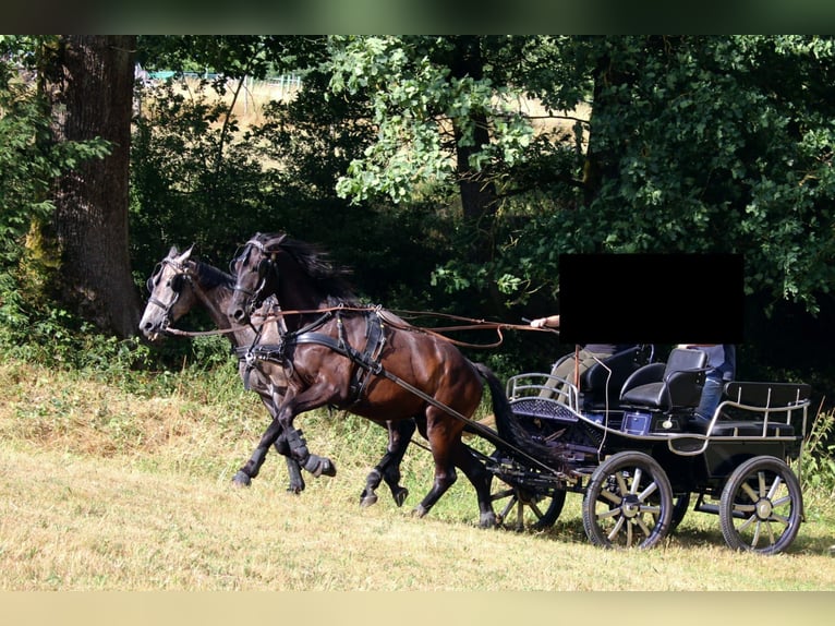 Warmblood polaco Caballo castrado 5 años 167 cm Negro in Ellwangen (Jagst)