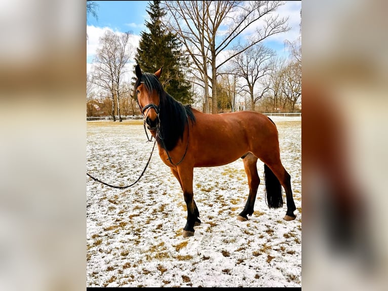 Warmblood polaco Caballo castrado 5 años 168 cm Castaño in Hof