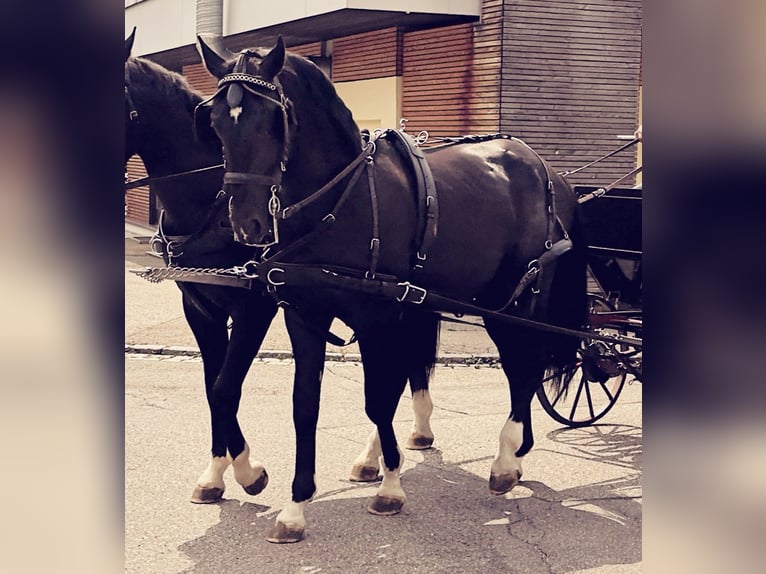 Warmblood polaco Caballo castrado 5 años 170 cm Negro in Titisee-Neustadt