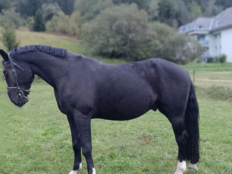 Warmblood polaco Caballo castrado 5 años 170 cm Negro in Titisee-Neustadt