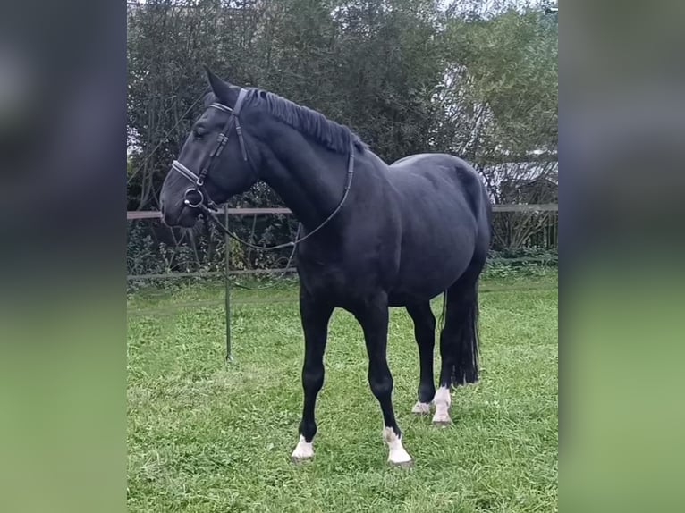 Warmblood polaco Caballo castrado 5 años 170 cm Negro in Titisee-Neustadt