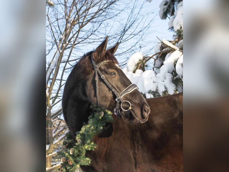 Warmblood polaco Caballo castrado 5 años 170 cm Negro in Stobno Siódme