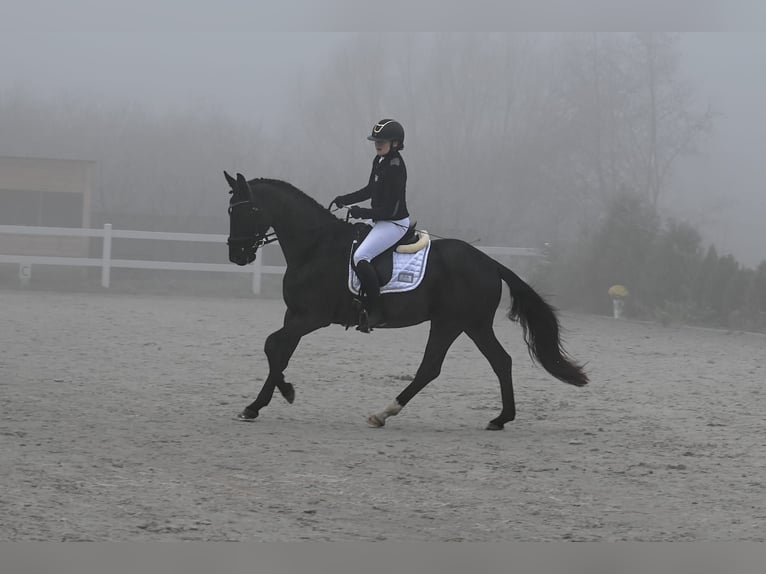 Warmblood polaco Caballo castrado 6 años 160 cm Negro in Forst