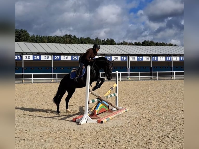 Warmblood polaco Caballo castrado 6 años 160 cm Negro in Forst