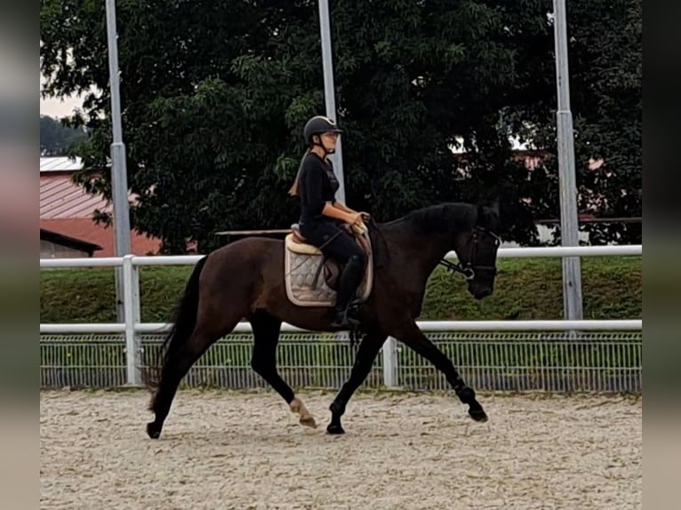 Warmblood polaco Caballo castrado 6 años 160 cm Negro in Forst