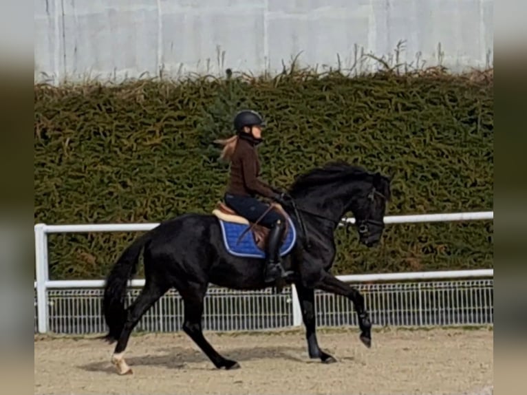 Warmblood polaco Caballo castrado 6 años 160 cm Negro in Forst