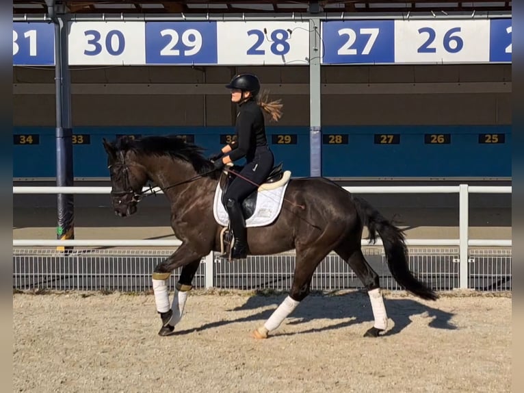 Warmblood polaco Caballo castrado 6 años 160 cm Negro in Forst