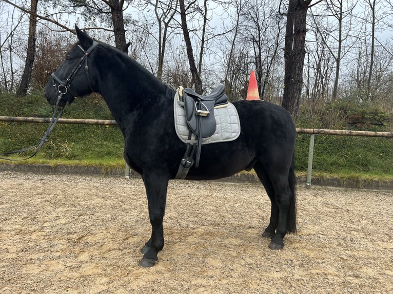 Warmblood polaco Caballo castrado 6 años 160 cm Negro in Königsbrunn