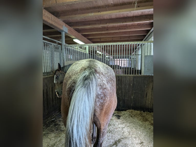 Warmblood polaco Caballo castrado 6 años 162 cm Atigrado/Moteado in Hochstadt