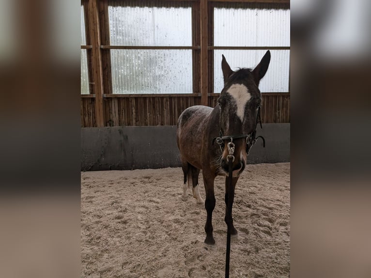 Warmblood polaco Caballo castrado 6 años 162 cm Atigrado/Moteado in Hochstadt