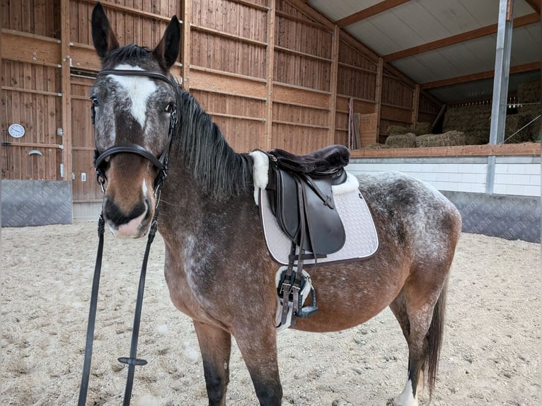 Warmblood polaco Caballo castrado 6 años 162 cm Atigrado/Moteado in Hochstadt