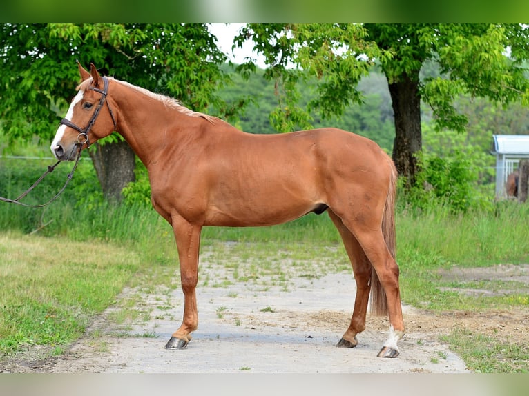 Warmblood polaco Caballo castrado 6 años 164 cm Alazán in Siedleczek