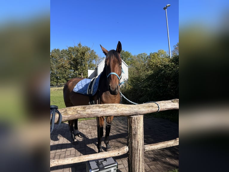 Warmblood polaco Caballo castrado 6 años 164 cm Castaño in Zossen