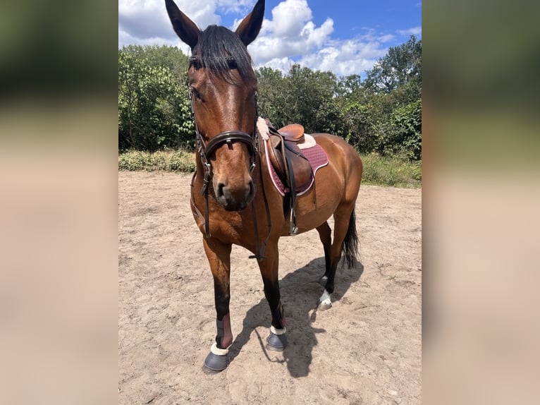 Warmblood polaco Caballo castrado 6 años 164 cm Castaño in Zossen