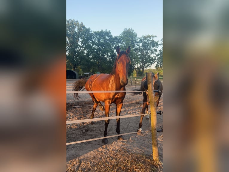 Warmblood polaco Caballo castrado 6 años 164 cm Castaño in Zossen