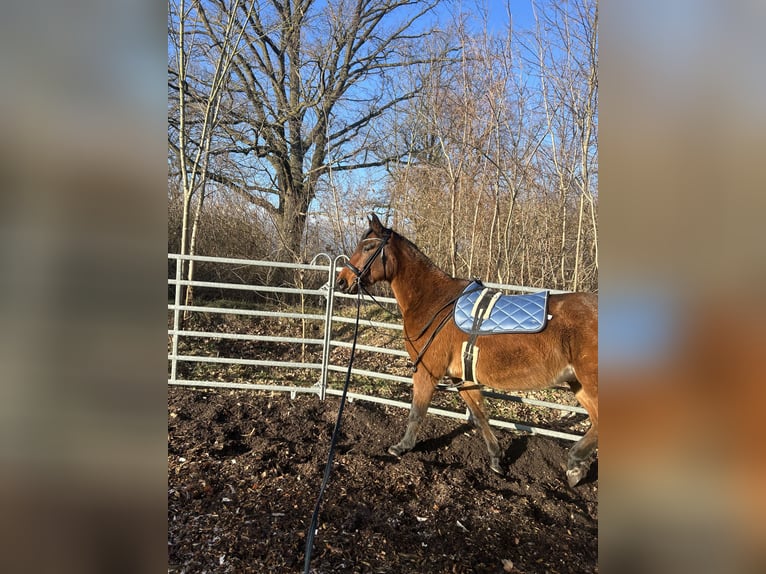 Warmblood polaco Caballo castrado 6 años 164 cm Castaño in Zossen