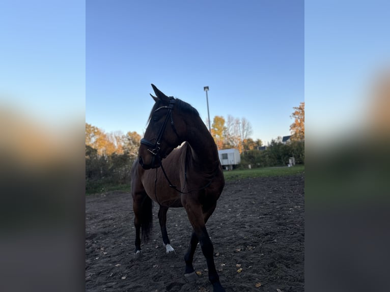 Warmblood polaco Caballo castrado 6 años 164 cm Castaño in Zossen