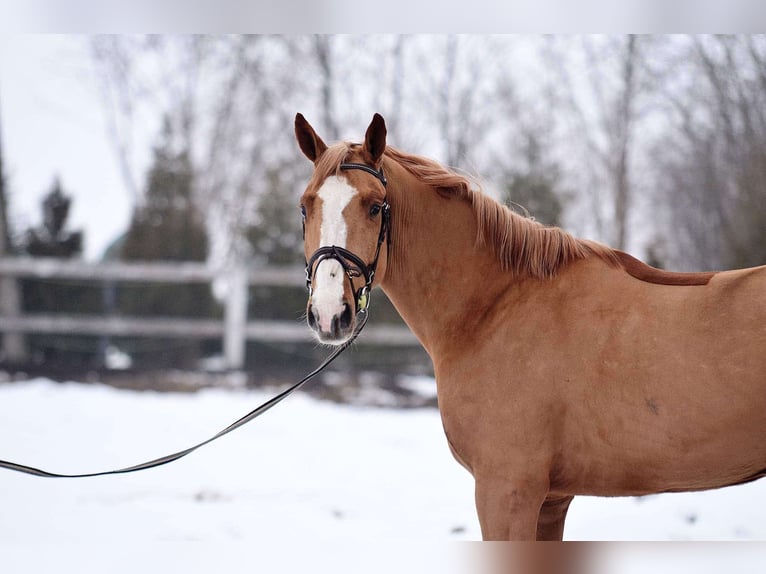 Warmblood polaco Caballo castrado 6 años 165 cm Alazán in Bydgoszcz