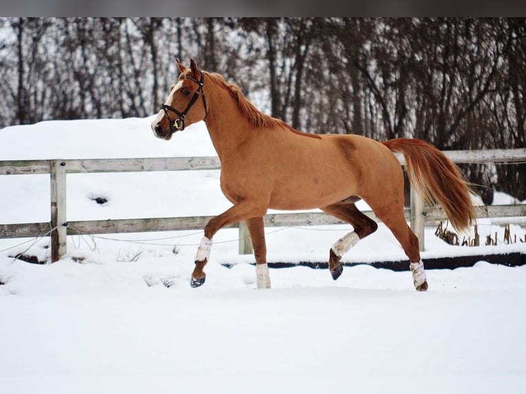 Warmblood polaco Caballo castrado 6 años 165 cm Alazán in Bydgoszcz