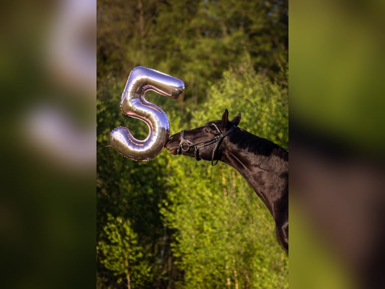 Warmblood polaco Caballo castrado 6 años 169 cm Negro in Lesno Gorne