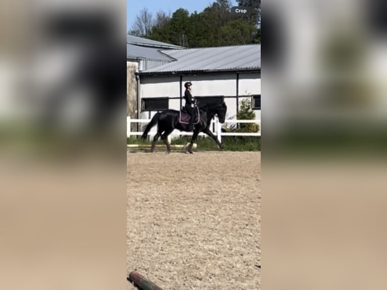 Warmblood polaco Caballo castrado 6 años 169 cm Negro in Lesno Gorne