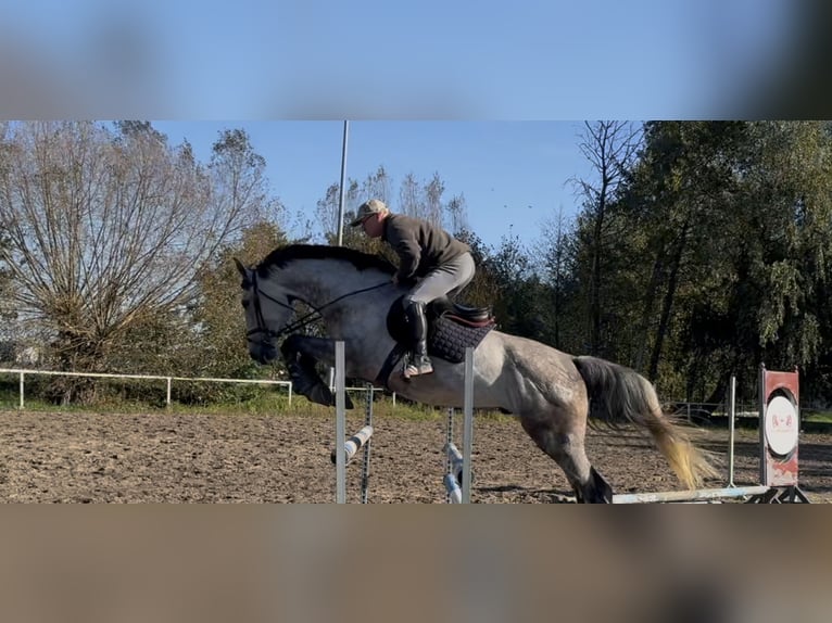 Warmblood polaco Caballo castrado 6 años 170 cm Tordo in Zagórów