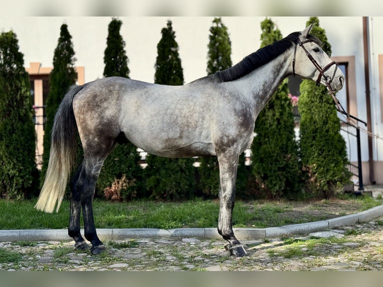 Warmblood polaco Caballo castrado 6 años 170 cm Tordo in Zagórów