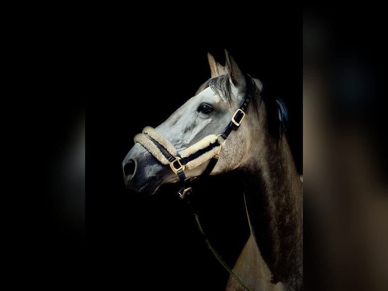 Warmblood polaco Caballo castrado 6 años 170 cm Tordo in Zagórów