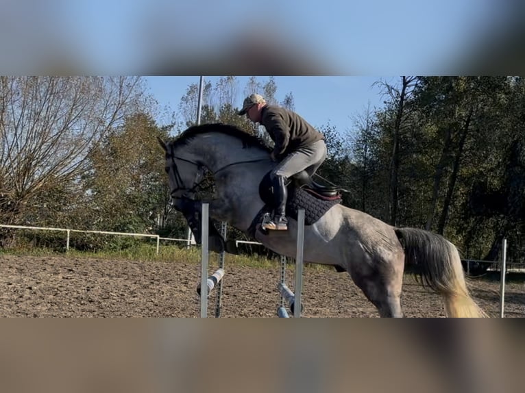 Warmblood polaco Caballo castrado 6 años 170 cm Tordo in Zagórów