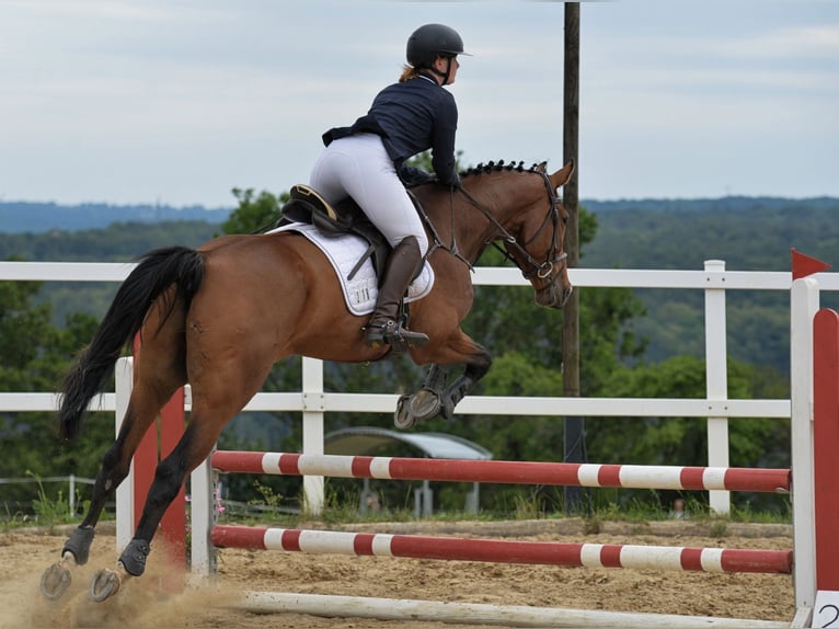 Warmblood polaco Caballo castrado 6 años 171 cm Castaño in Rutha