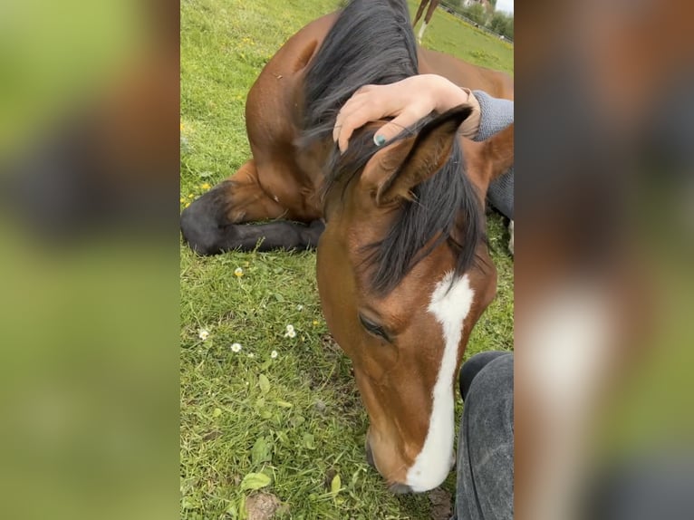 Warmblood polaco Caballo castrado 6 años 171 cm Castaño in Rutha