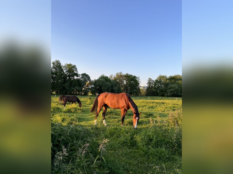 Warmblood polaco Caballo castrado 6 años 171 cm Castaño in Rutha