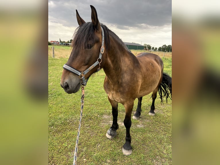 Warmblood polaco Caballo castrado 7 años 156 cm Castaño in Groß Twülpstedt