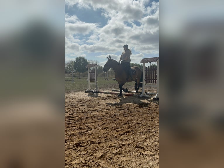 Warmblood polaco Caballo castrado 7 años 156 cm Castaño in Groß Twülpstedt