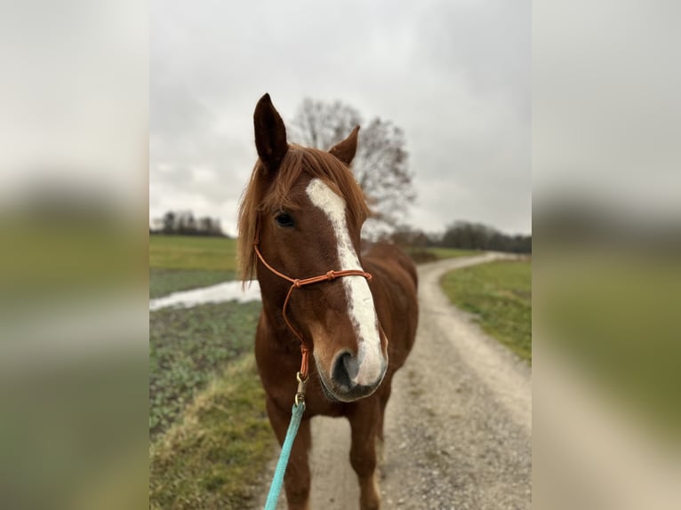 Warmblood polaco Caballo castrado 7 años 158 cm Alazán in Gilching