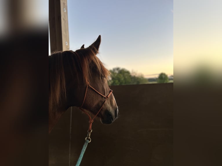 Warmblood polaco Caballo castrado 7 años 158 cm Alazán in Gilching