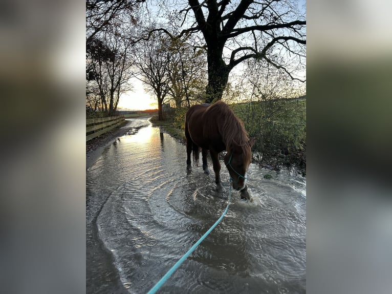 Warmblood polaco Caballo castrado 7 años 158 cm Alazán in Gilching