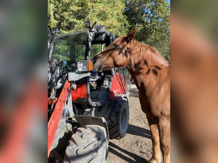 Warmblood polaco Caballo castrado 7 años 158 cm Alazán in Gilching