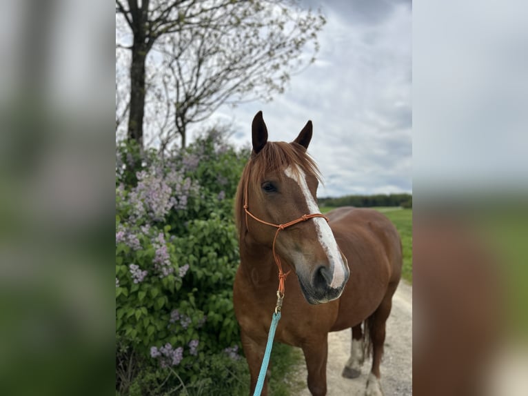 Warmblood polaco Caballo castrado 7 años 158 cm Alazán in Gilching