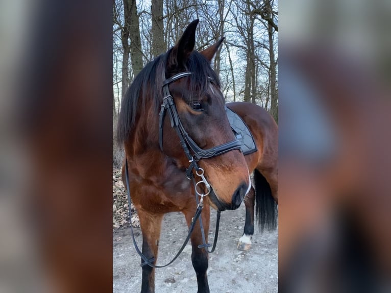 Warmblood polaco Caballo castrado 7 años 158 cm Castaño in Linden