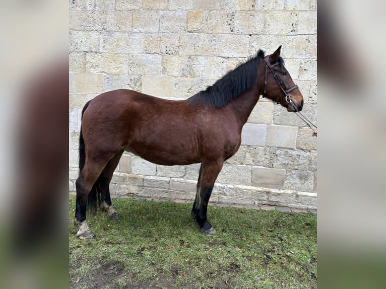 Warmblood polaco Caballo castrado 7 años 158 cm Castaño in Groß Twülpstedt