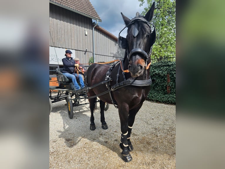 Warmblood polaco Caballo castrado 7 años 160 cm Castaño oscuro in Bad Berneck im Fichtelgebirge