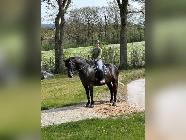 Warmblood polaco Caballo castrado 7 años 160 cm Castaño oscuro in Bad Berneck im Fichtelgebirge