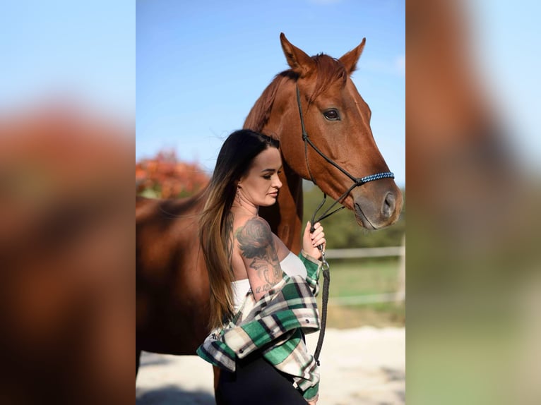 Warmblood polaco Caballo castrado 7 años 162 cm Alazán in Forst