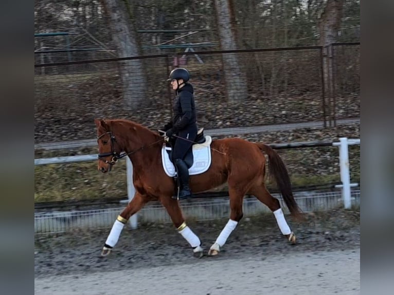 Warmblood polaco Caballo castrado 7 años 162 cm Alazán in Forst